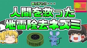 【2022年】爆弾から多くの人々を救った英雄ネズミ 『マガワ』【ゆっくり解説】