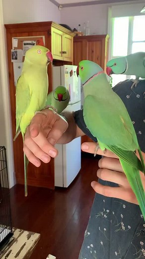 Indian Ringneck Parrot Play Date with Psych Flying Machine