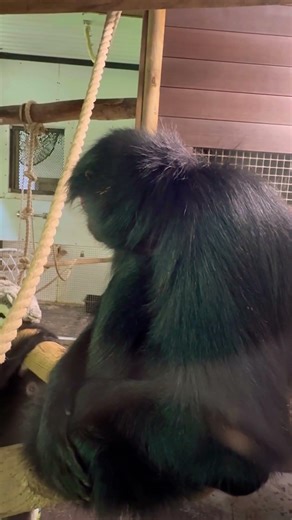 Is the red-faced spider monkey a specialist species of a particular habitat?