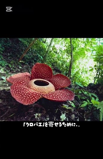 世界最大の花♯ラフレシア♯植物図鑑