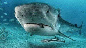 Watch: Tiger shark kills Russian man swimming off a beach in Egypt | Today News