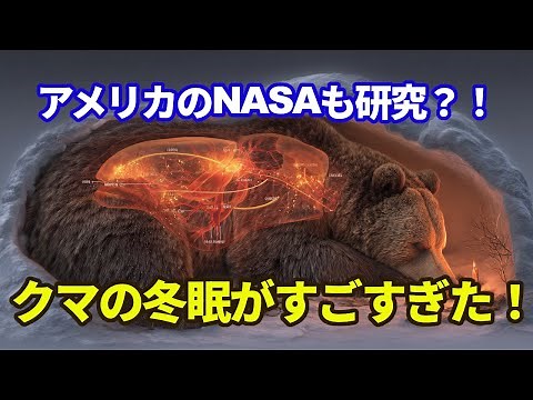 The surprising mechanism behind bear hibernation