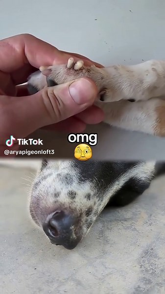 Effective Dog Treatment for Botfly Infestation