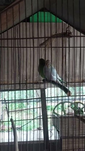 casal de periquito australiano