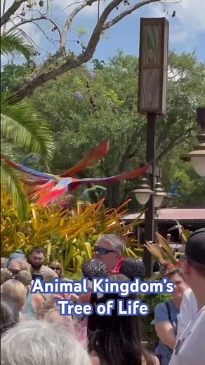 Must watch this!! Beautiful macaws flying over the tree of life at Animal Kingdom!!! #animalkingdom