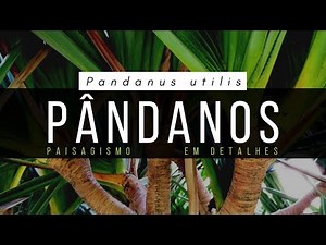 PANDANOS - Pandanus utilis [CONHEÇA A ESPÉCIE ATRAVÉS DE IMAGENS]