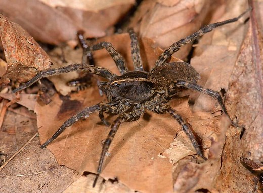 Wolf Spiders In Tennessee: Everything You Need To Know