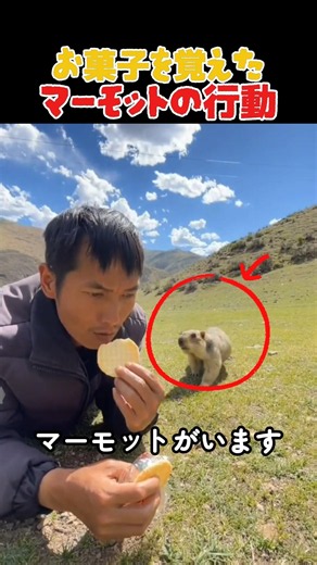 毎回待っているマーモットの理由