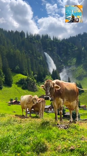 Suiza 😍😘🥰 #turismo #suiza #travel | Viajando