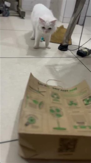 kuch bhi ho bus khelne se matlab 🤣😂 #cat #catentertainment #upcomingmusician