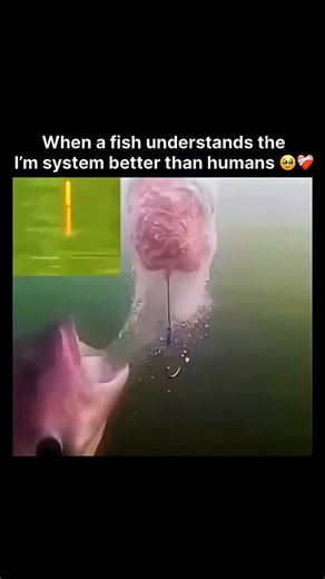 the_memes_world on Instagram: "That moment when a fish realizes it has the ultimate "work-life balance" without even trying. 🌊🐟 ​While we’re out here tracking steps, optimizing our morning routines, and stressing over a 5-year plan, this little guy is just... existing. No taxes, no traffic, no existential dread about "purpose"—just pure, unadulterated flow.Maybe we aren't at the top of the food chain because of our brains—maybe we’re just the only ones stressed enough to keep building things w