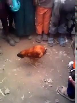 Chicken no head can walk