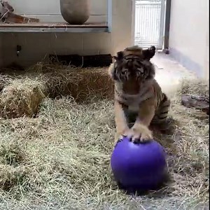 36K views · 3.8K reactions | After years of being deprived of enrichment at the roadside zoo she was rescued from, Mia's first interaction with a ball at our Vet Hospital is caught on camera thanks to Keeper Nikki. We think it's safe to say she likes it. | Oakland Zoo | Facebook