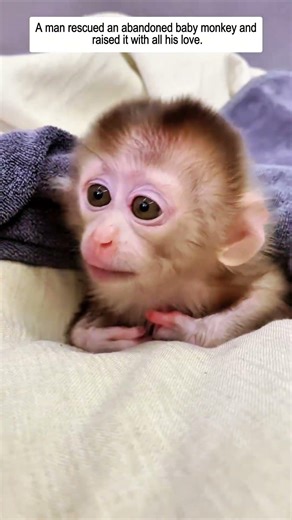 A man rescued an abandoned baby monkey and raised it with all his love.