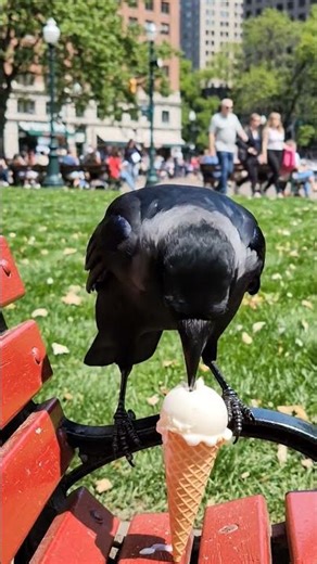 Crow eating ice cream 🍦 #shorts #crow