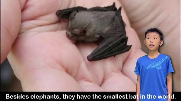 芝蔴街美語 Sesame Street English on Reels