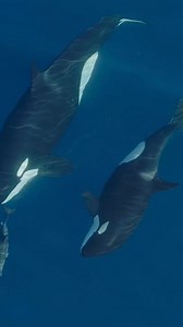 Orca Whale Jumping ❤👀 | Orca Lovers