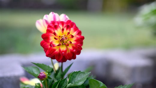 Nikon 35mm f/1.2 Review: Is Optical Excellence This Good Worth the Price?