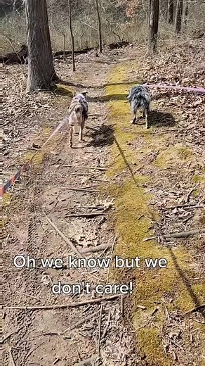 We just choose to live our lives and could care less!#dogtok #dogsoftiktok #dogcommunity #twistedsisters #dallymaeemberrae