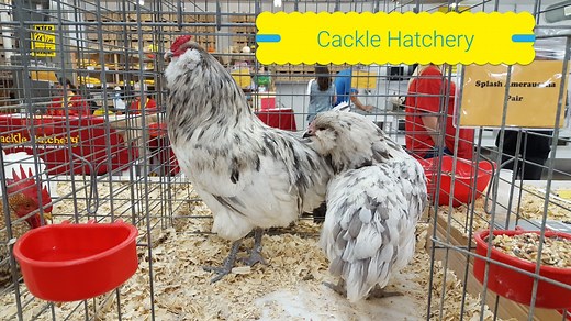 Splash Ameraucana Chicken For Sale | Cackle Hatchery®