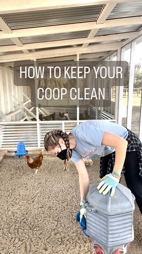 Chickens are gross, disgusting, smelly, and messy. Right?! Wrong. Do they poop? Yes. Can we do more to help it not smell so much? Probably! Here’s my cleaning routine: •I clean my coop and runs 2 to 3 times a week, along with my nesting pads. •I deep clean once a month. This includes nesting boxes, roosting bars, walls, exterior, feeder and waterers, and anything else that needs it. #chickentending #farmlife #chickensofinstagram #chickentips #farming101 #urbanfarmers #chickensofinstagram🐔 #rais