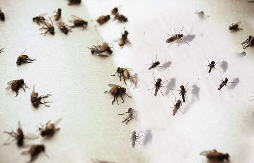 How to Get Rid of Gnats in Bathroom Drains & Sinks - Toiletseek