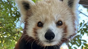Adelaide Zoo’s new pandas make their public debut