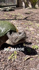 5.7K views · 1.9K reactions | We’ve got another turtle acting like Marge! The twist neck is getting more outgoing #tameturtle #marge #snappingturtle #twistneckturtle #reptile | Kamp Kenan | Facebook