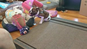 What do you get when you have two dogs and four legs? This level of cute! | Lily's Pad Rescue