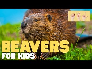 ASL Beavers for Kids - Videos For Kids