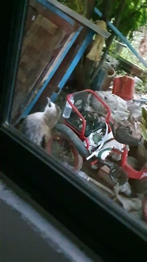 Wow! bird want to break window into the room