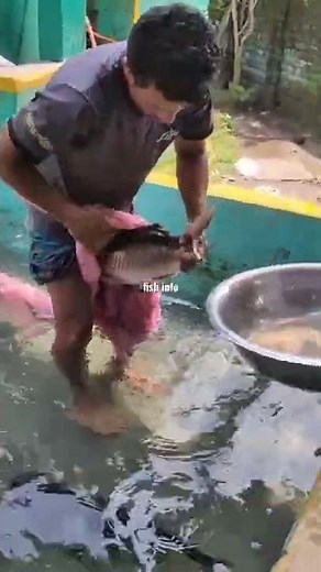 fish egg fertilized fish breeding