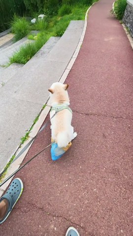 犬の暮らしを快適にする便利アイテムと注意点