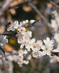 Spring is on the way. Celebrate the arrival of blossom near you with #BlossomWatch: http://bit.ly/2PKyY3a | National Trust