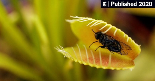 Why Scientists Made Venus Flytraps That Glow