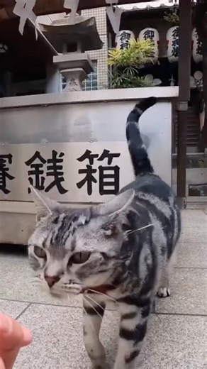 [4K/Takamatsu Walk] Exploring the area around Marugamemachi Dome | Unexpected Cat Encounter ASMR