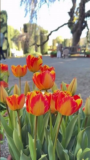 This Historic California Garden is Exploding With Spring Colors!