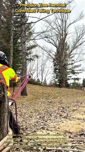 Precision Tree Removal: Controlled Felling Technique
