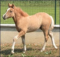 First cloned foal born in Italy - Horse & Hound