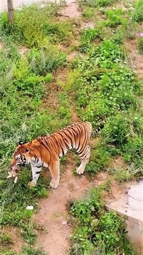 Tigger cat lose covered video