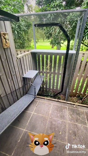 #HavaianasLivreDeCliches #catenclosures #cats #catmax