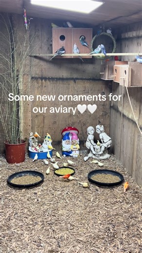 Brightening up our aviary ready for summer 🌞❤️ #aviary #aviarydreams #aviarybuild