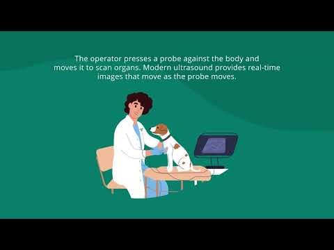 Diagnostic Imaging for Pets | MSD Veterinary Manual