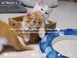 140K views · 10K reactions | All about him ( mèo méo meo mèo meo ) | Memory Music | Facebook