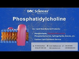 What is Phosphatidylcholine (PC)? - The Importance of Phosphatidylcholine - BOC Sciences