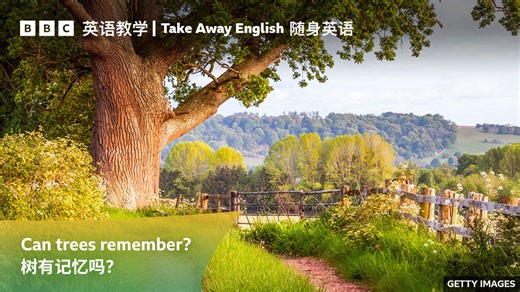【BBC随身英语】Can trees remember? 树有记忆吗？_腾讯新闻