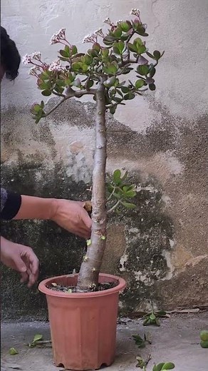 How to Prune Jade Plant for a Stunning Bonsai Look! 🌿✂️