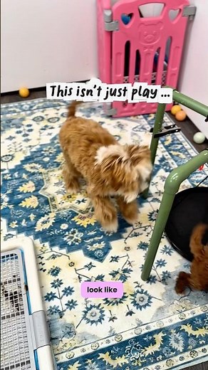 Calm taught here #minigoldendoodle #puppylife #puppytraining #goldendoodle