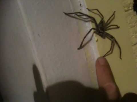 HUNTSMAN SPIDER BITES ME!