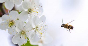 Des scientifiques créent une nouvelle abeille résistante aux parasites